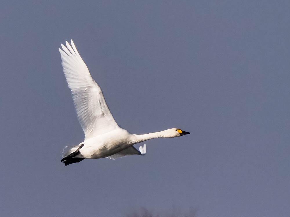 Cygne de Bewick Cygnus columbianus bewickii (Yarrel, 1830)