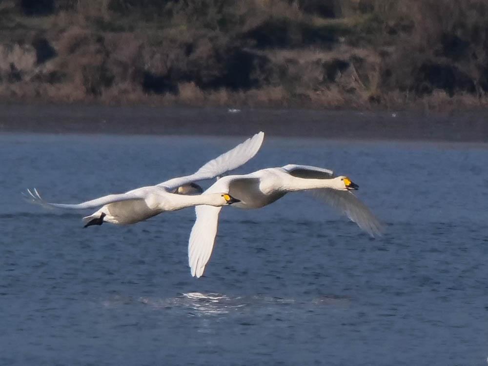 Cygne de Bewick Cygnus columbianus bewickii (Yarrel, 1830)