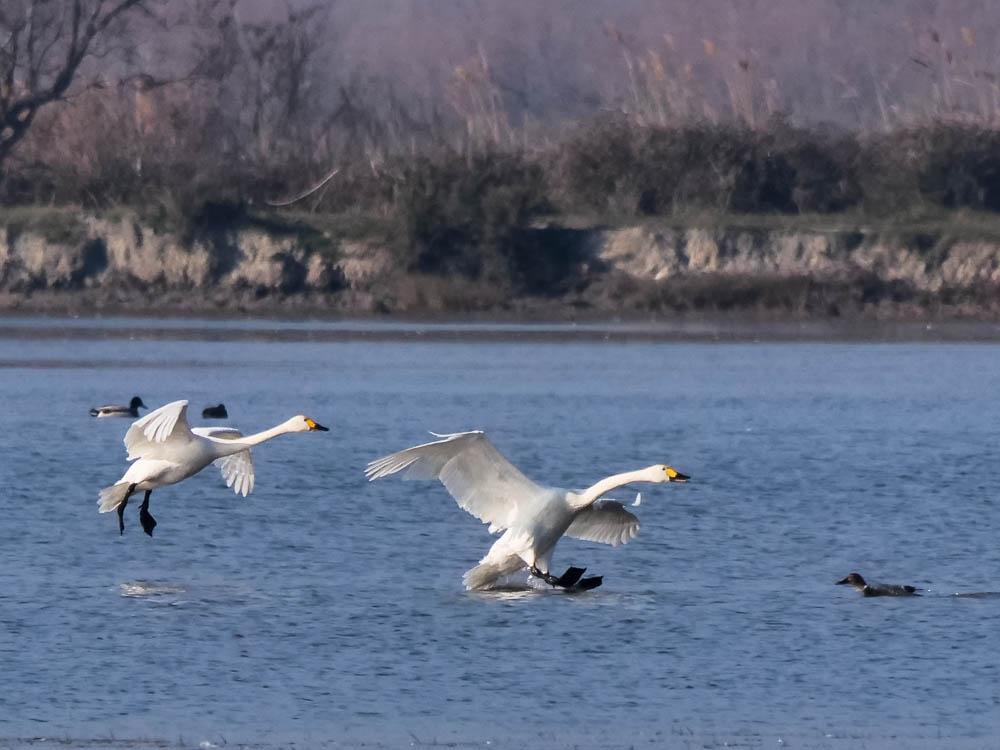 Cygne de Bewick Cygnus columbianus bewickii (Yarrel, 1830)