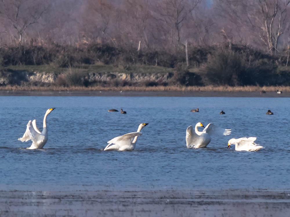 Cygne de Bewick Cygnus columbianus bewickii (Yarrel, 1830)