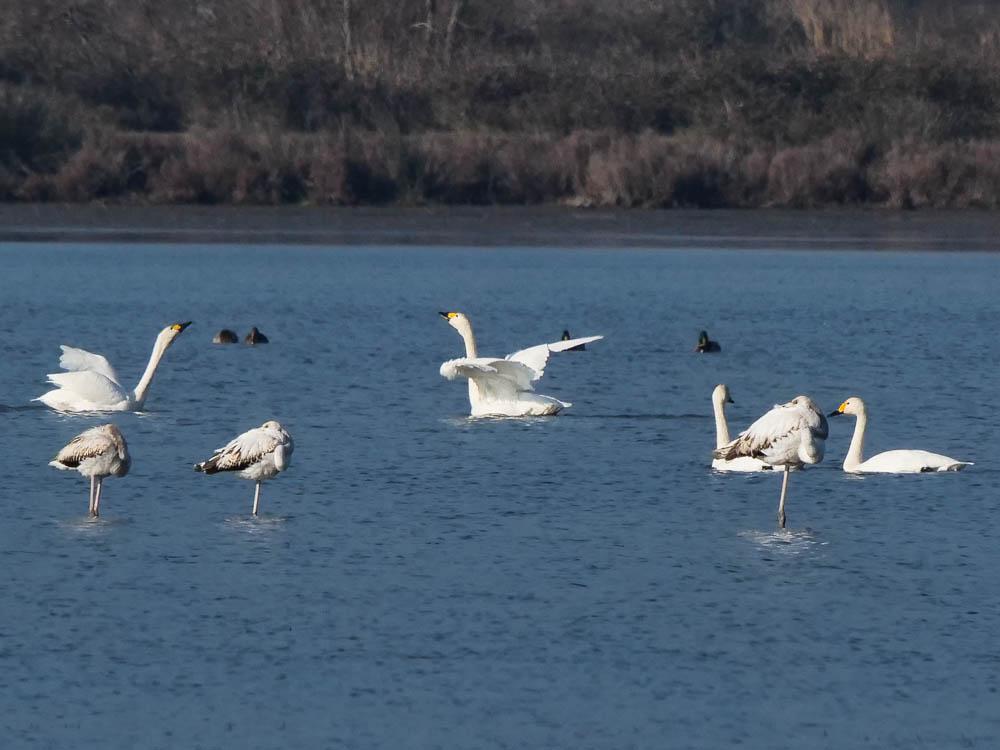 Cygne de Bewick Cygnus columbianus bewickii (Yarrel, 1830)