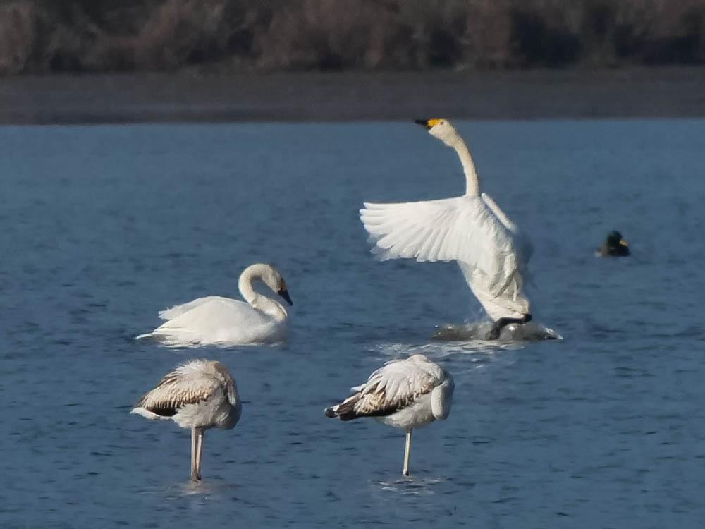 Cygne de Bewick Cygnus columbianus bewickii (Yarrel, 1830)