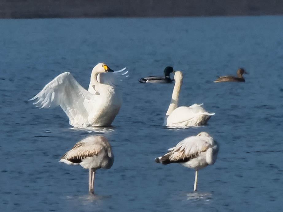 Cygne de Bewick Cygnus columbianus bewickii (Yarrel, 1830)