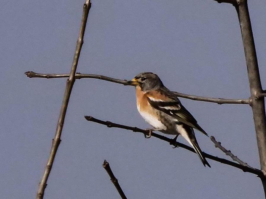 Pinson du nord, Pinson des Ardennes Fringilla montifringilla Linnaeus, 1758