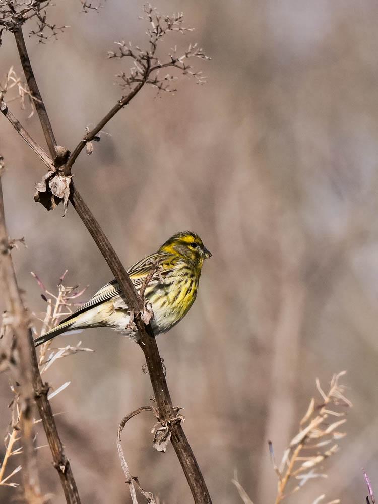 Serin cini Serinus serinus (Linnaeus, 1766)