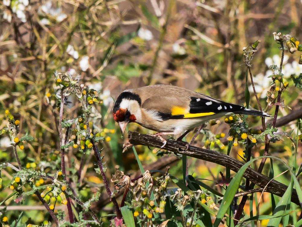 Chardonneret élégant Carduelis carduelis (Linnaeus, 1758)