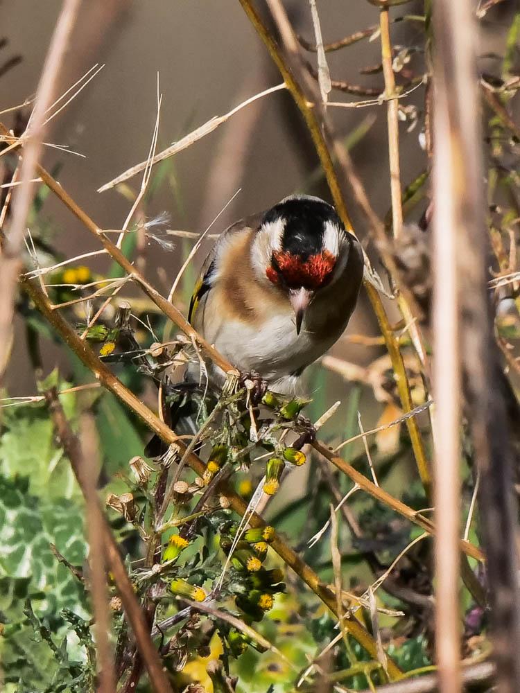 Chardonneret élégant Carduelis carduelis (Linnaeus, 1758)