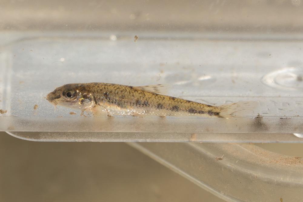 Goujon Gobio gobio (Linnaeus, 1758)