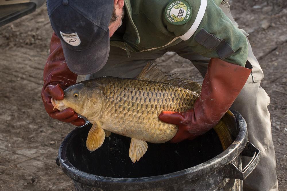 Carpe commune, Carpat, Carpeau, Escarpo, Kerpaille Cyprinus carpio Linnaeus, 1758