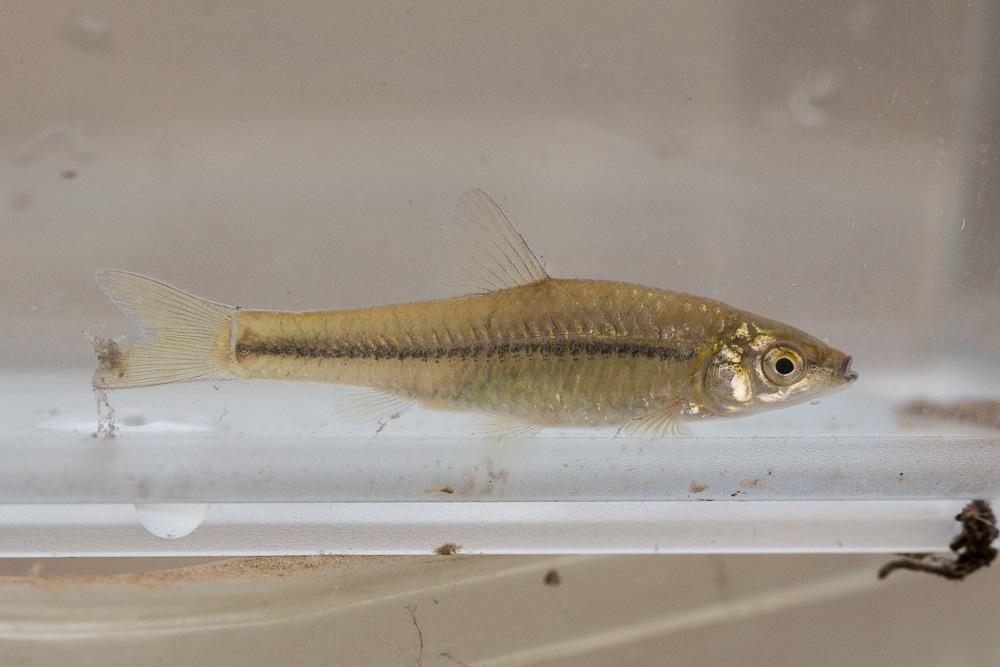 Pseudorasbora Pseudorasbora parva (Temminck & Schlegel, 1846)
