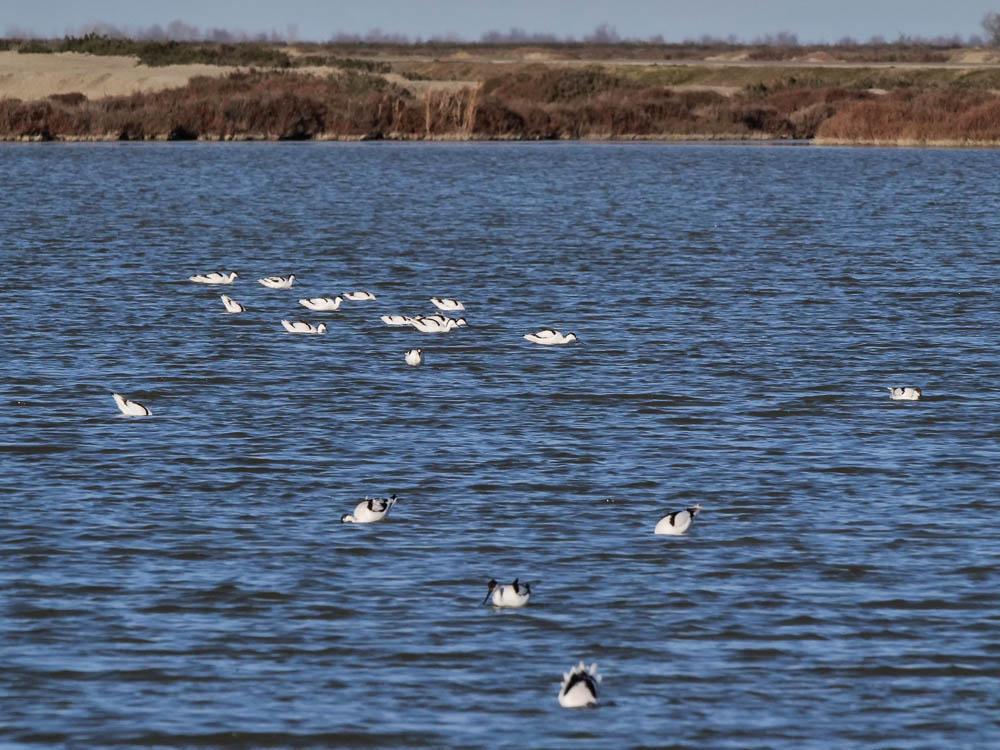 Avocette élégante Recurvirostra avosetta Linnaeus, 1758