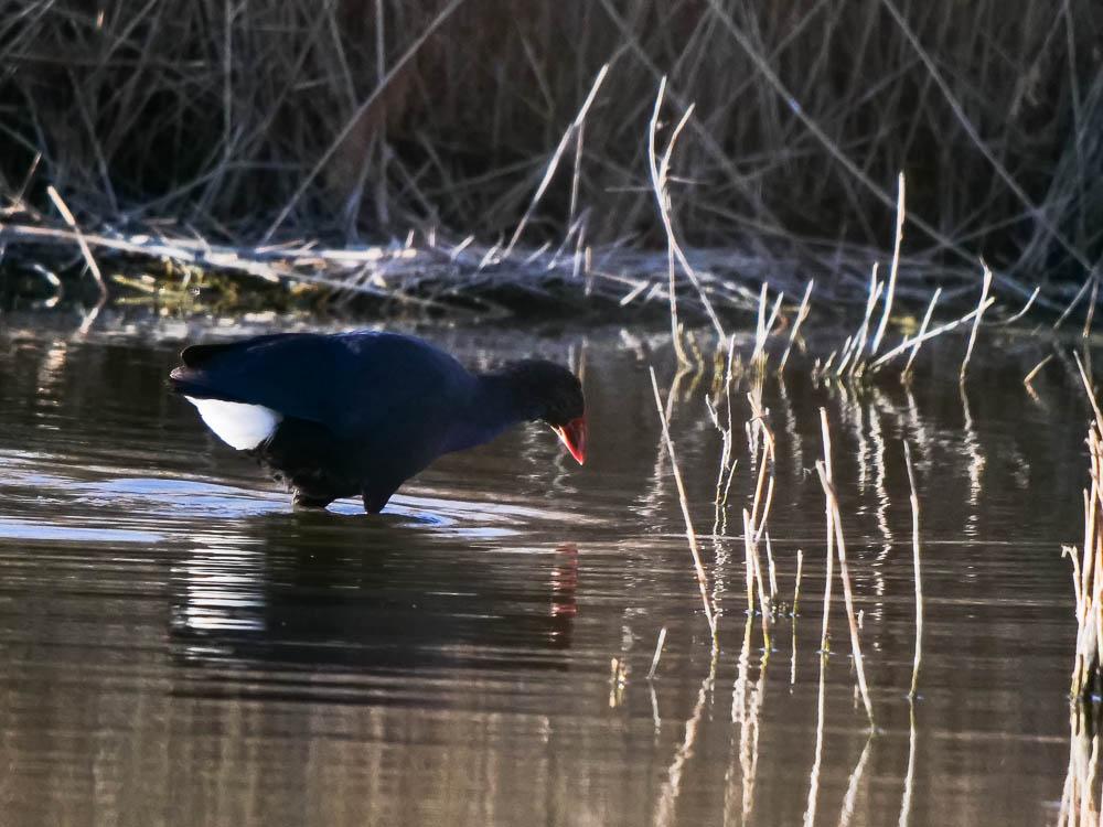 Poule sultane, Talève sultane, Porphyrion bleu Porphyrio porphyrio (Linnaeus, 1758)