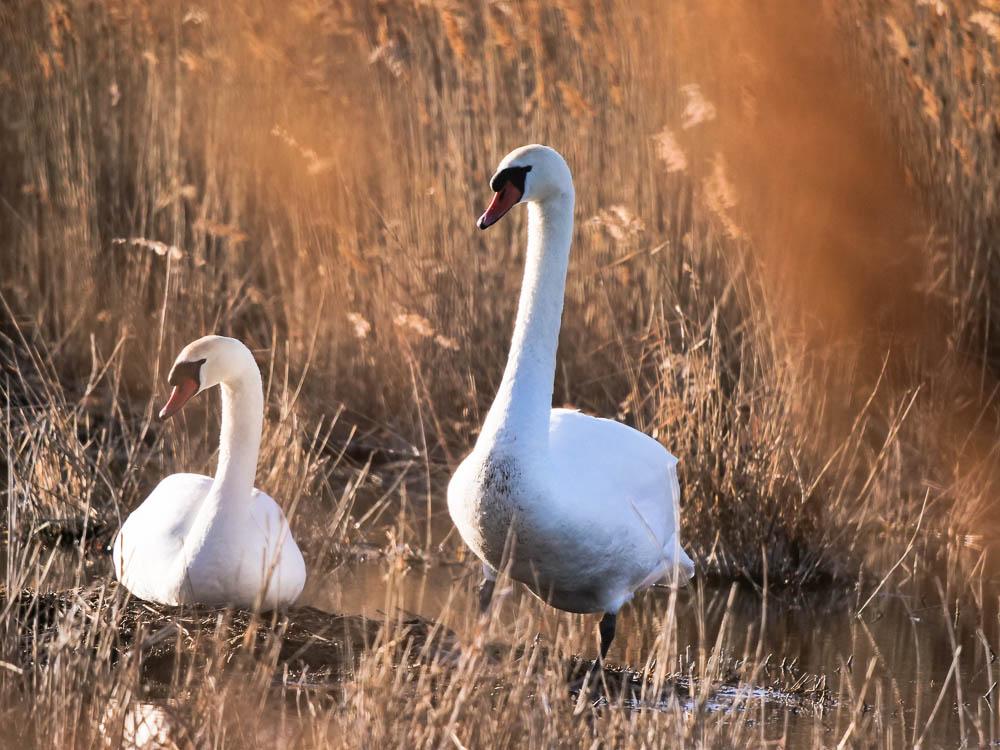 Cygne tuberculé Cygnus olor (Gmelin, 1803)