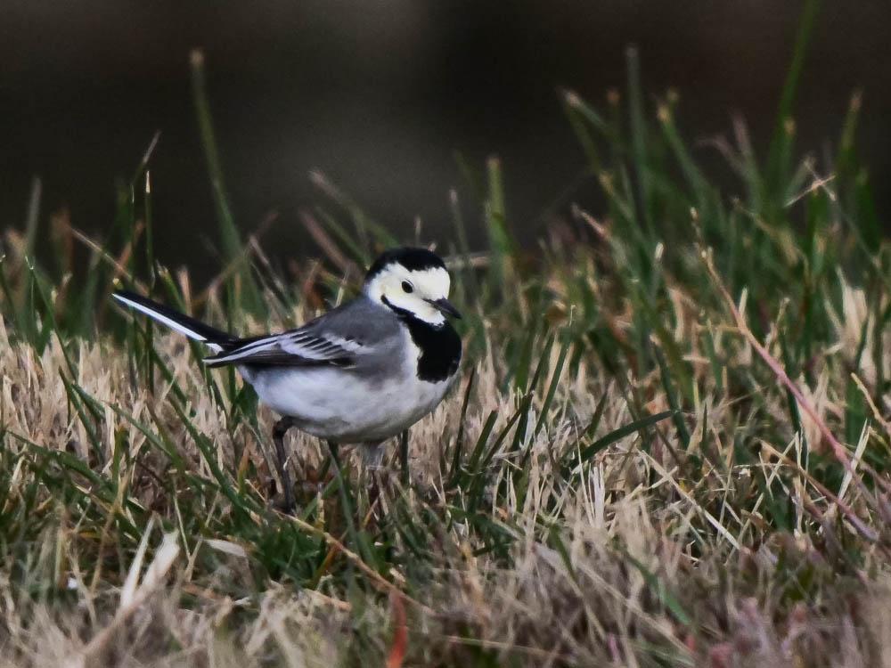 Bergeronnette grise Motacilla alba Linnaeus, 1758