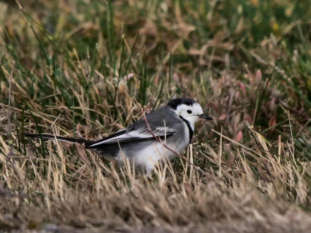 Bergeronnette grise Motacilla alba Linnaeus, 1758