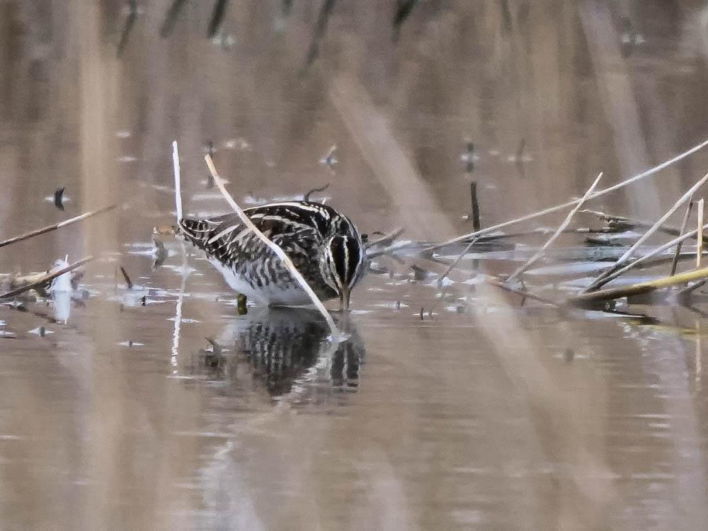 Bécassine des marais Gallinago gallinago (Linnaeus, 1758)