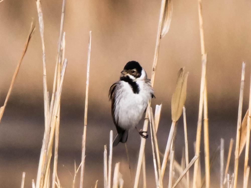 Emberiza schoeniclus witherbyi Jordans, 1923