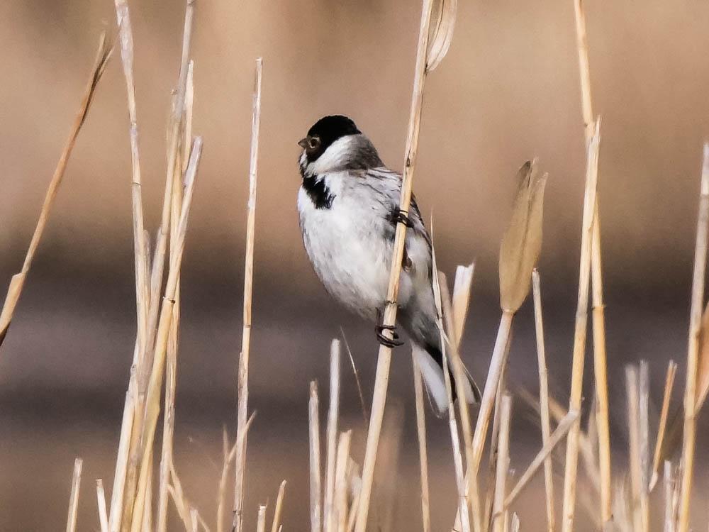 Emberiza schoeniclus witherbyi Jordans, 1923