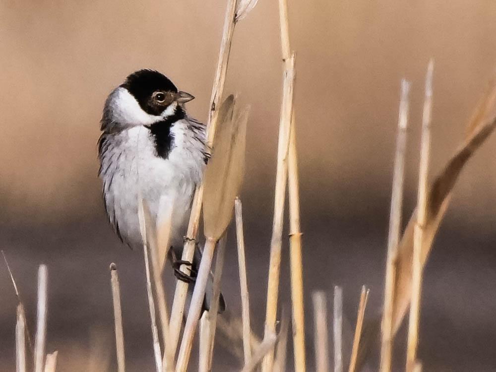Emberiza schoeniclus witherbyi Jordans, 1923