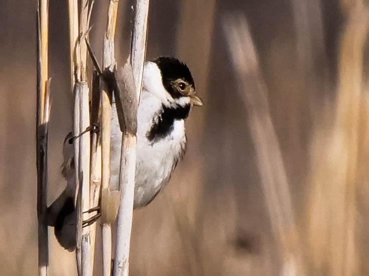Emberiza schoeniclus witherbyi Jordans, 1923