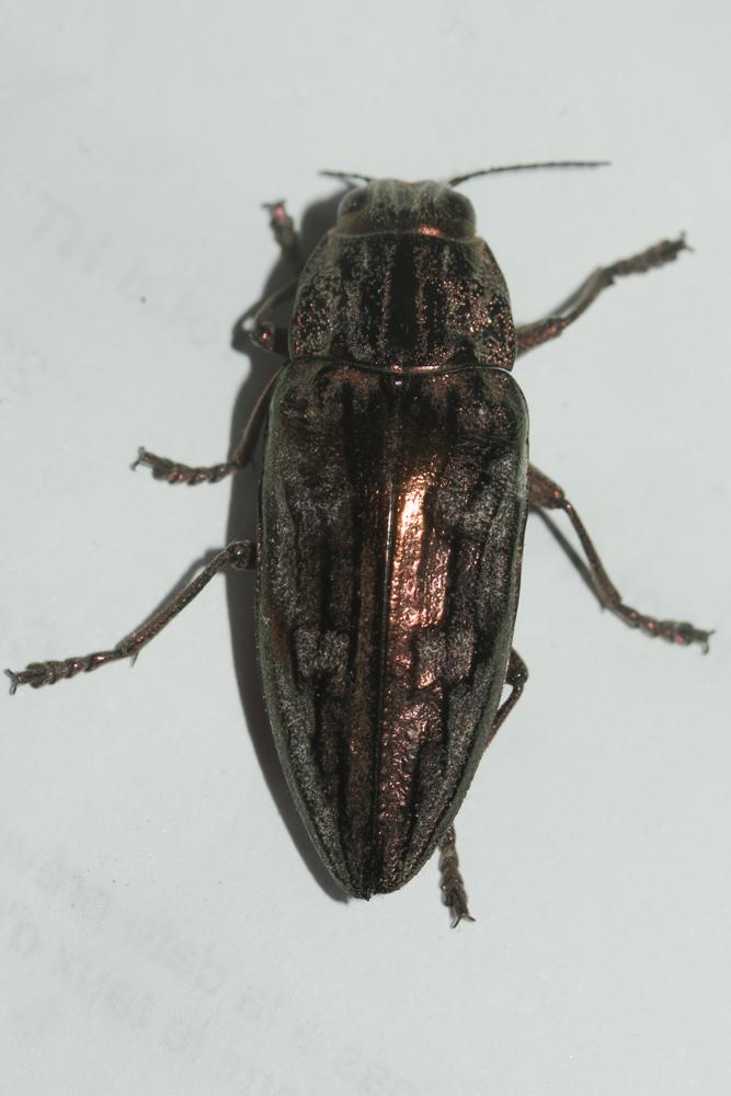 Calcophore de Marseille Chalcophora massiliensis (Villers, 1789)
