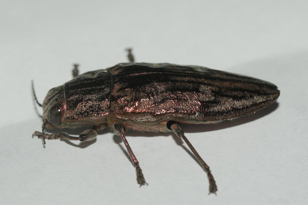 Calcophore de Marseille Chalcophora massiliensis (Villers, 1789)