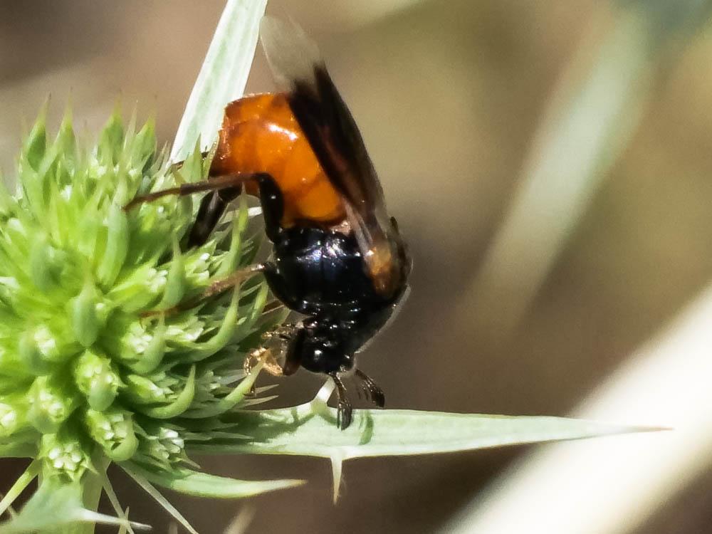 Ripiphorus subdipterus Bosc d'Antic, 1792