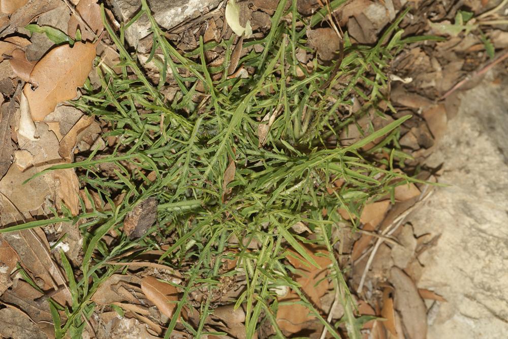 Laitue effilée, Laitue Osier Lactuca viminea (L.) J.Presl & C.Presl, 1819