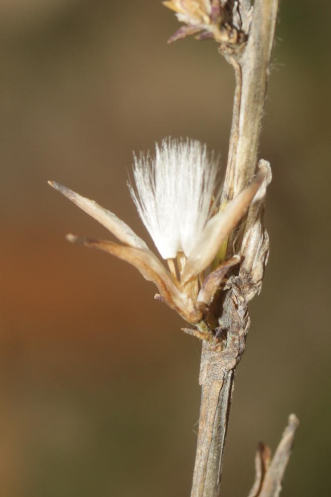 Laitue effilée, Laitue Osier Lactuca viminea (L.) J.Presl & C.Presl, 1819