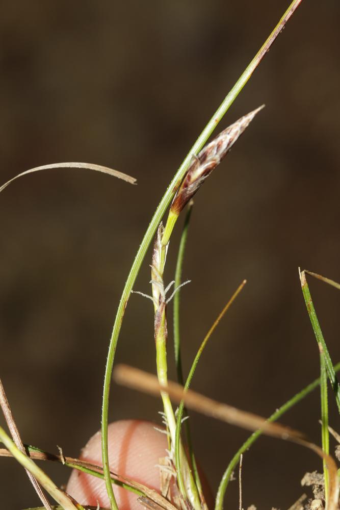 Laîche humble Carex humilis Leyss., 1758