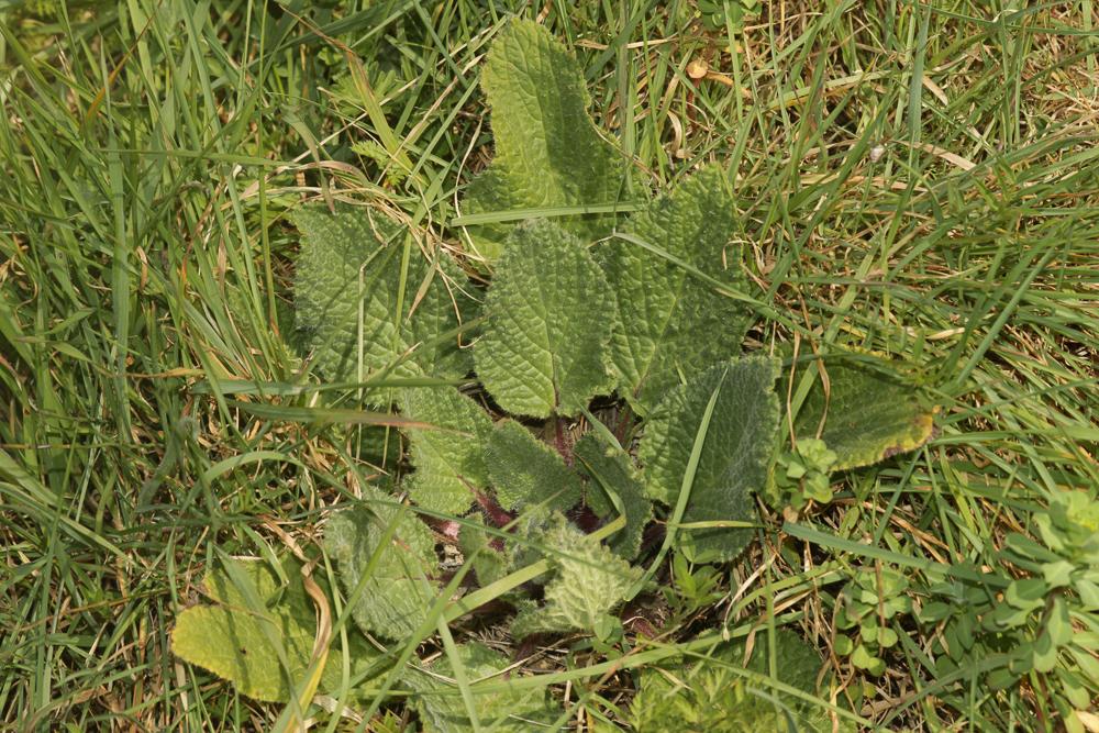 Bourrache officinale Borago officinalis L., 1753