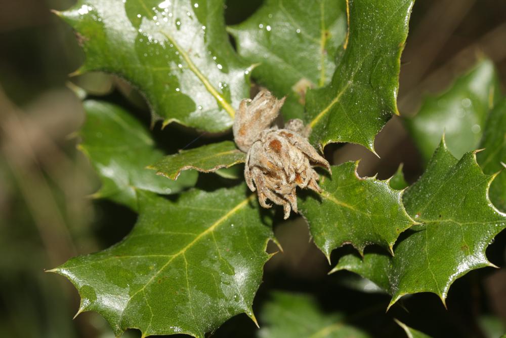 Phyllodiplosis cocciferae (Tavares, 1901)
