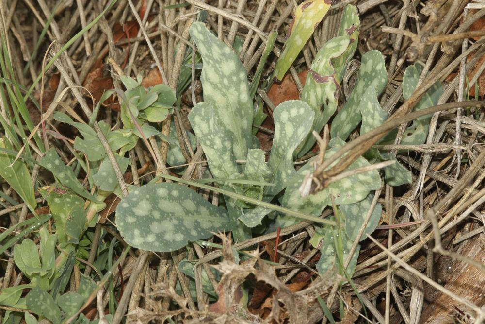 Grand mélinet Cerinthe major L., 1753