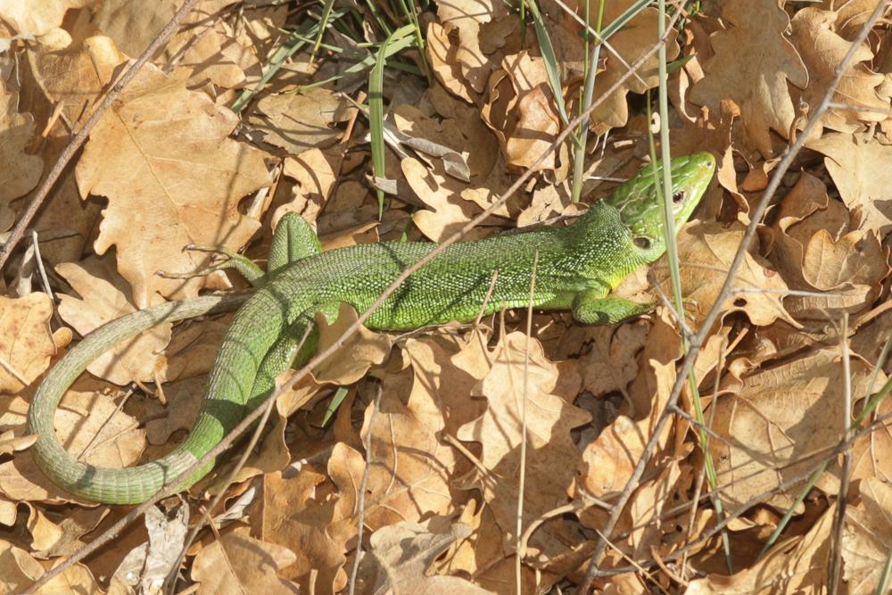 Lézard vert Lacerta bilineata Daudin, 1802