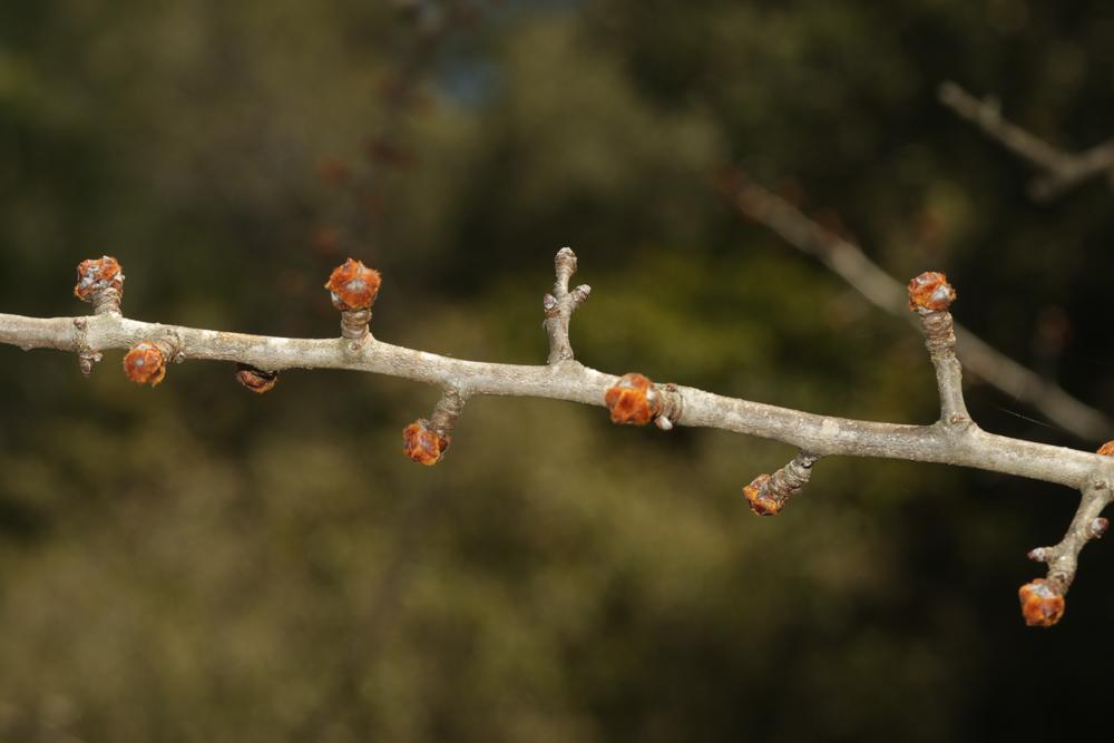 Poirier amandier, Poirier à feuilles d'Amandier Pyrus spinosa Forssk., 1775