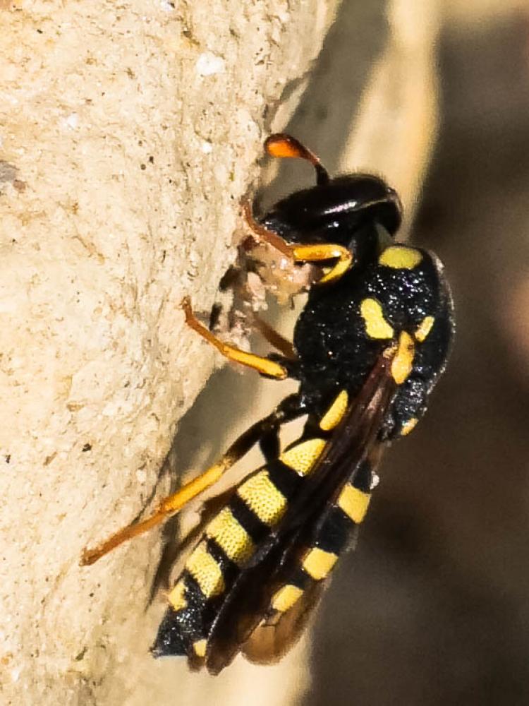  Celonites abbreviatus (Villers, 1789)