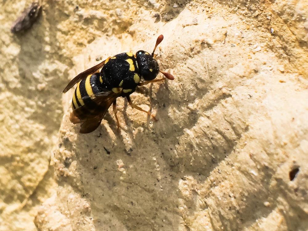  Celonites abbreviatus (Villers, 1789)