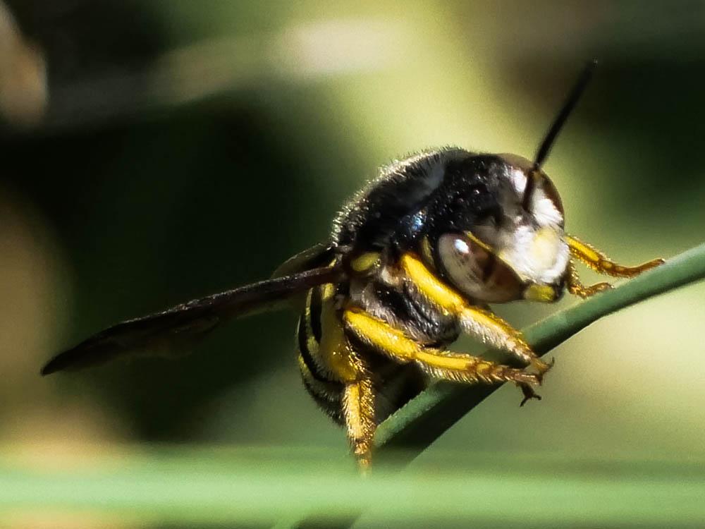  Icteranthidium grohmanni (Spinola, 1838)