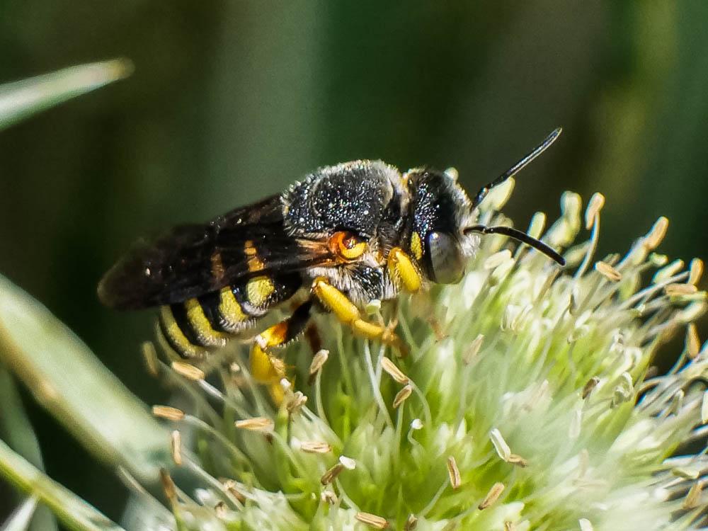  Icteranthidium grohmanni (Spinola, 1838)