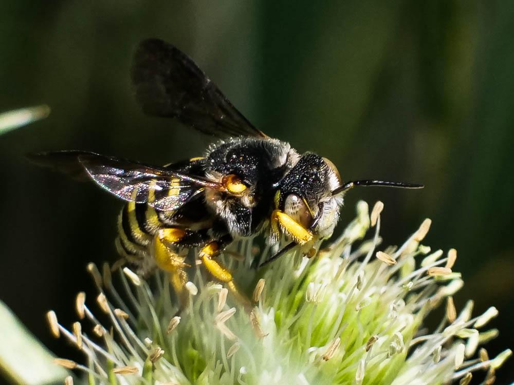 Icteranthidium grohmanni (Spinola, 1838)