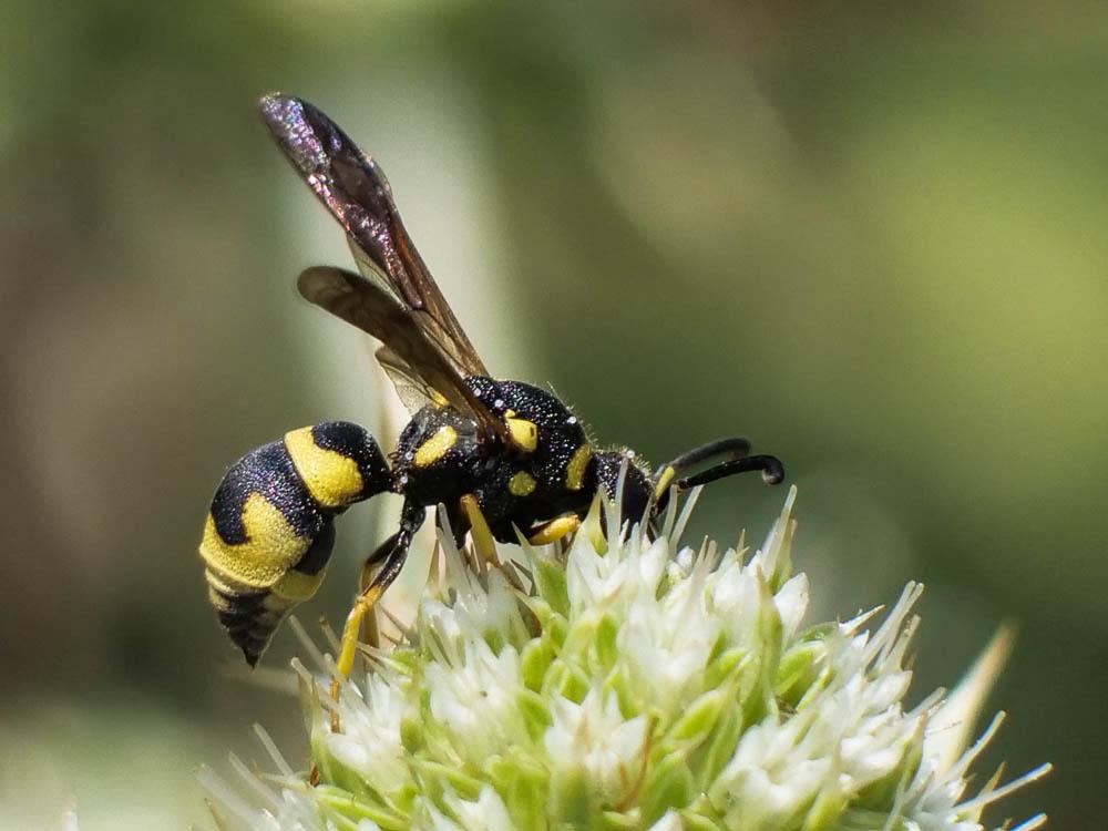  Parodontodynerus ephippium (Klug, 1817)