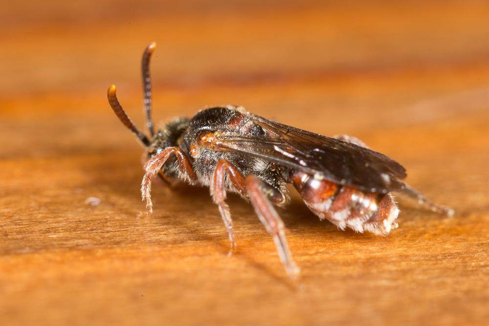 Nomada panurgina Morawitz, 1869