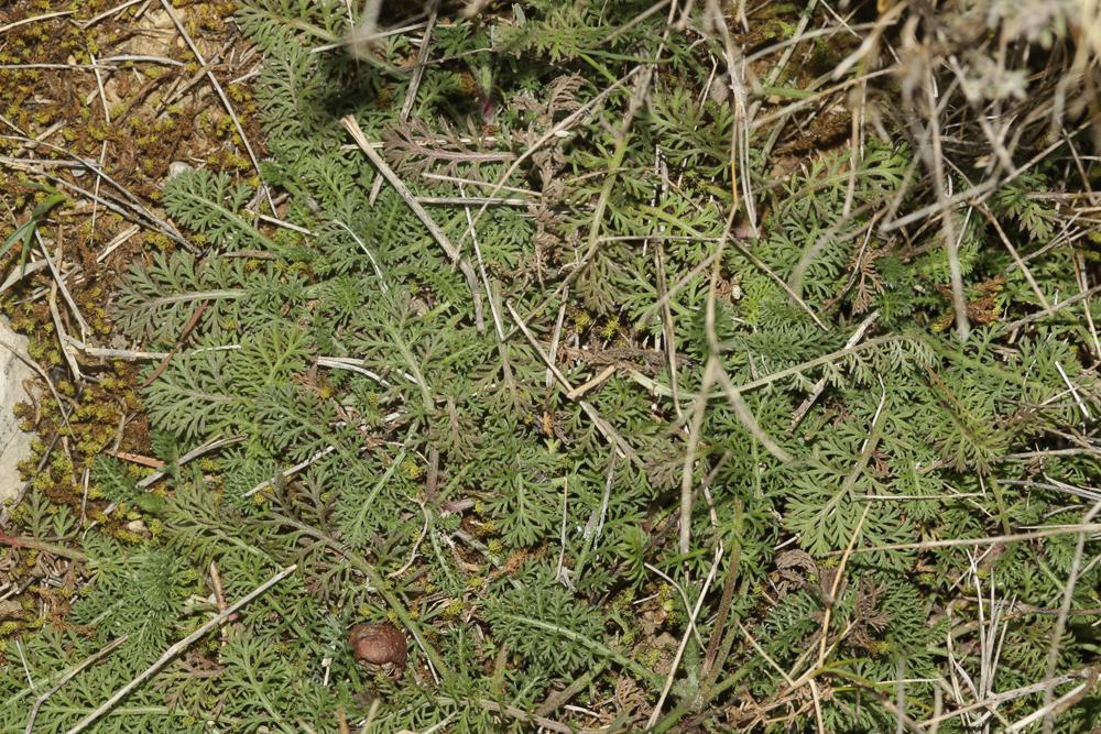 Achillée odorante Achillea odorata L., 1759