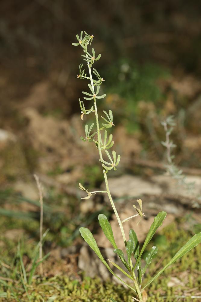Réséda raiponce Reseda phyteuma L., 1753