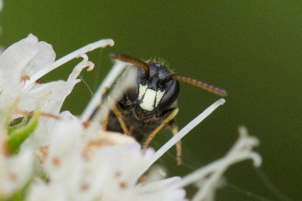 Hylaeus punctatus (Brullé, 1832)