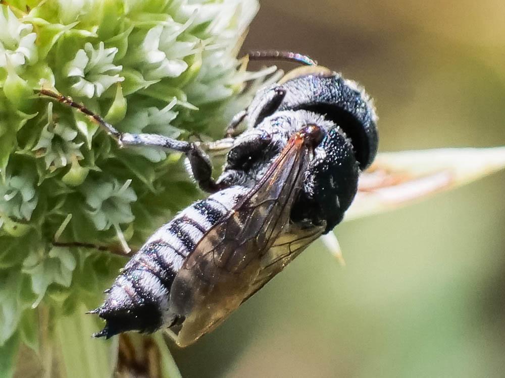 Coelioxys argentea Lepeletier, 1841