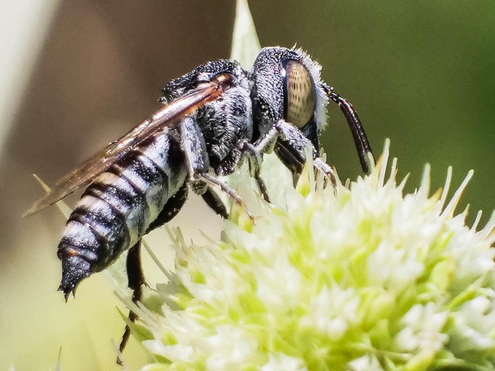  Coelioxys argentea Lepeletier, 1841