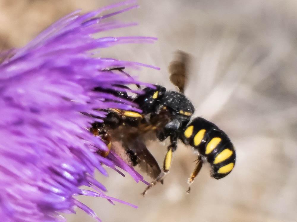  Pseudoanthidium melanurum (Klug, 1832)