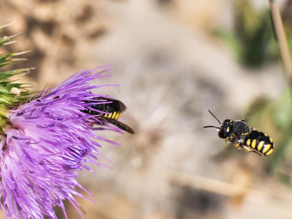 Pseudoanthidium melanurum (Klug, 1832)