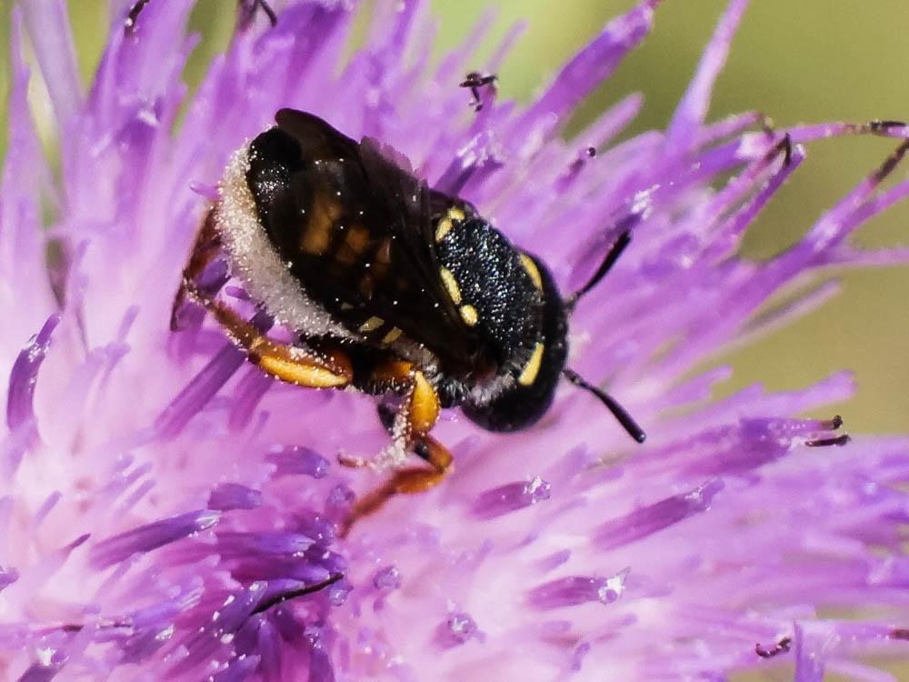 Pseudoanthidium melanurum (Klug, 1832)